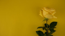 A Single Yellow Rose Lies On A Yellow Background