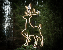 Illuminated Deer On Fir Background
