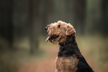 Wall Mural - airedale terrier dog portrait in a collar outdoors