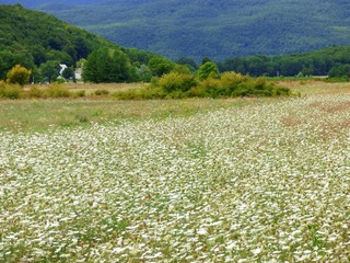 Wall Mural - field