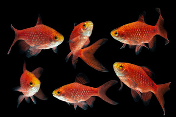 Sticker - Rosy Barb Pethia conchonius fish isolated on black background