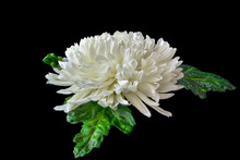 Single White Chrysanthemum Flower Head With Wet Green Leaves And Water Drops On Petals Close Up On Black Background Lies. Floral Elegant Pattern, Botanical Element For Design