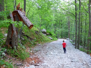 Wall Mural - forest