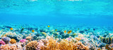 Fototapeta Fototapety do akwarium - Beautifiul underwater panoramic view with tropical fish and coral reefs