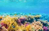 Fototapeta Do akwarium - underwater view with tropical fish and coral reefs
