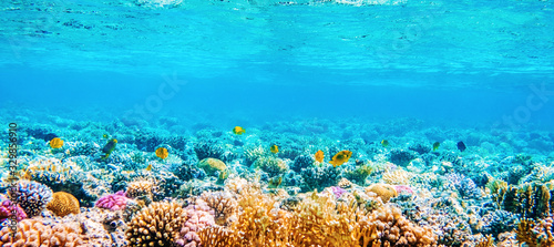 Cuadros en Lienzo Beautifiul underwater panoramic view with tropical fish and coral reefs