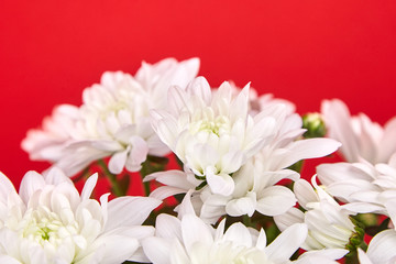 Wall Mural - Chrysanthemum plant. White chrysanthemum flowers, bouquet, houseplant on red background