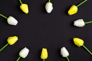 Canvas Print - Fresh white and yellow tulips flowers on a black background. Top view.