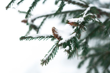 outdoor nature snow cold winter pine forest snow tree natural season frost white ice landscape environment frozen spruce Park tree December lovely scene trees needles fresh green snowflake coniferous 