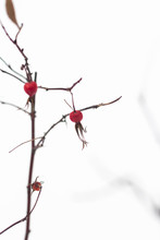 Fresh Bunch Garden Plant Snow Background Close Up Outdoor Christmas Tree Nature Natural Snowy Season December Weather Frost Red Branch Berries Ice Cold Winter Bright Beauty Berry Rowan Rowan Under Sno