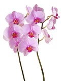 Fototapeta Storczyk - orchid Phalaenopsis with pink flowers close up,