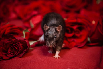 Wall Mural - A domestic gray rat is sitting next to red roses on a red background.