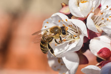 Honey Bee. Honey Bee Pollinating White Flowers Of Peach Tree In Spring Orchard, Natural Spring Background
