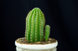 Cactus 1 