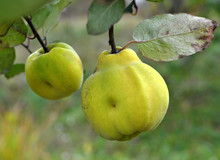 Quince Ripens On The Branch Of The Bush