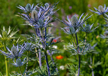 Eryngium, The  Sea Holly Plant, An Attractive Ornamental Perennial Grown For Their Arresting Thistle Like Silvery Or Blue Tinted Flower Heads