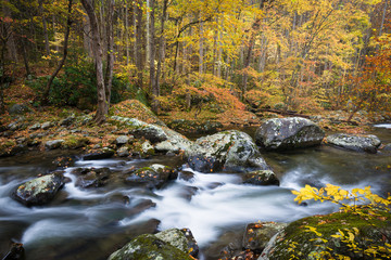 Wall Mural - The Middle Prong of the Little River flows through a pristine autumn landscape in Great Smoky Mountains National Park, Tennessee, USA.