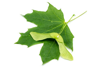 green maple fruit maple leaf isolated on white background