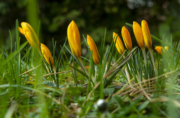 Wall Mural - yellow garden crocus