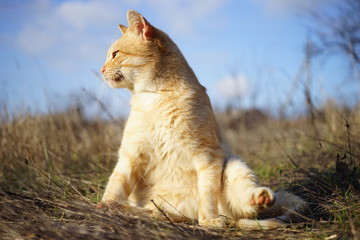 Funny ginger cat sits in dry grass against a blue sky on a sunny day.