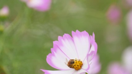 Wall Mural - Pink cosmos flower swaying with honey bee