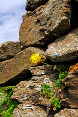 Poster - yellow clover blossom in a natural stone wall / gelbe Klee-Blüte in einer Natursteinmauer