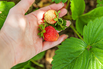 Gardening and agriculture concept. Female farm worker hand harvesting red fresh ripe organic strawberry in garden. Vegan vegetarian home grown food production. Woman picking strawberries in field.