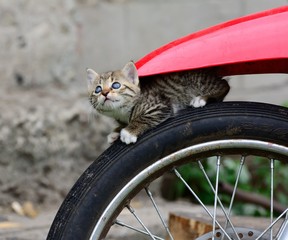 Wall Mural - Cat on motorcycle wheel