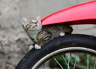 Wall Mural - Cat on motorcycle wheel