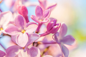 Beautiful smell violet purple lilac blossom flowers in spring time. Close up macro twigs of lilac selective focus. Inspirational natural floral blooming garden or park. Ecology nature landscape