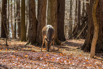 Sticker - White-tailed deer in the spring forest. Natural scene from Wisconsin state forest.