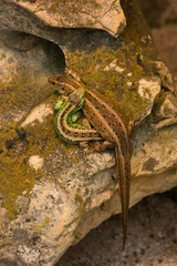 Wall Mural - Sand lizard (Lacerta agilis).