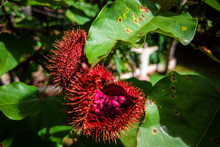 Annatto Grains Inside The Fruit On The Tree