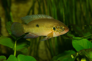 Wall Mural - Nile Jewel fish (Hemichromis letourneuxi).