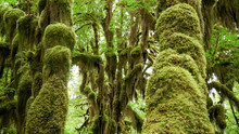 Shot Of Maple Trunks And Forest Floor At Hoh Rain Forest