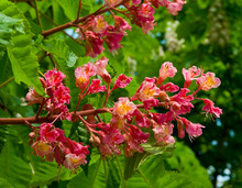 The Flowers Of Red Chestnut.