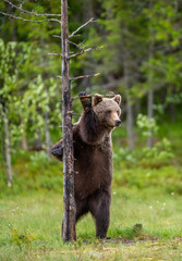 Wall Mural - brown bear stands on its hind legs by a tree. natural habitat. summer season