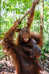 Poster - On a mum`s back. Cub of orangutan on mother's back in green rainforest. Natural habitat. Bornean orangutan (Pongo pygmaeus wurmbii) in the wild nature. Tropical Rainforest of Borneo Island. Indonesia