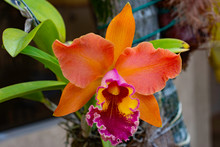 Flowers In Garden - Orange Orchid