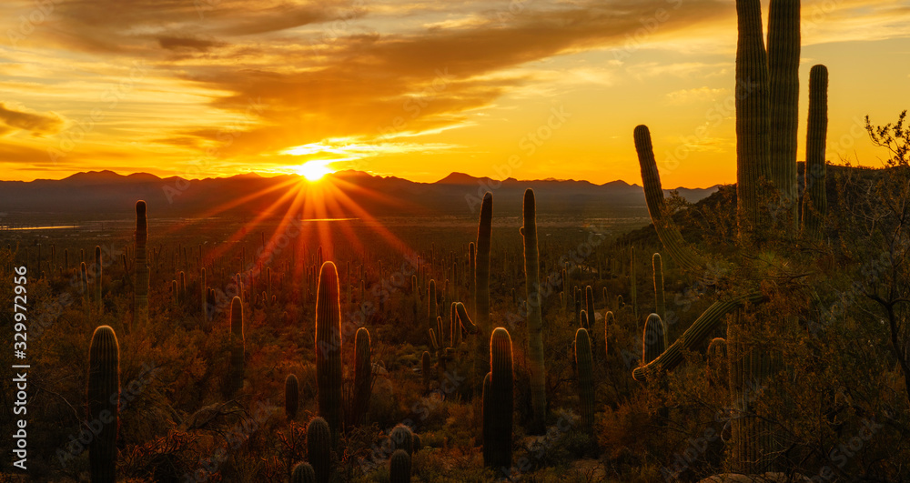 Desert Sunset in Tucson Arizona - obrazy, fototapety, plakaty 