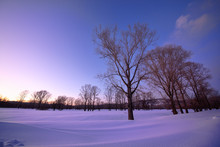 Amazing Landscape With Bare Tree On Frozen Snow-covered Meadow Near Forest In Winter Morning 