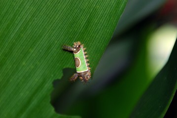 Green caterpillar eating a leaf