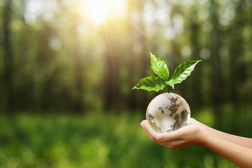 hand holding globe glass and tree growing. environment eco day concept