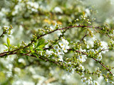 Fototapeta Na sufit - 満開のユキヤナギの花