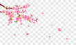 Spring Sakura branch with falling petals Vector illustration. Pink Cherry blossom on fake transparent background.