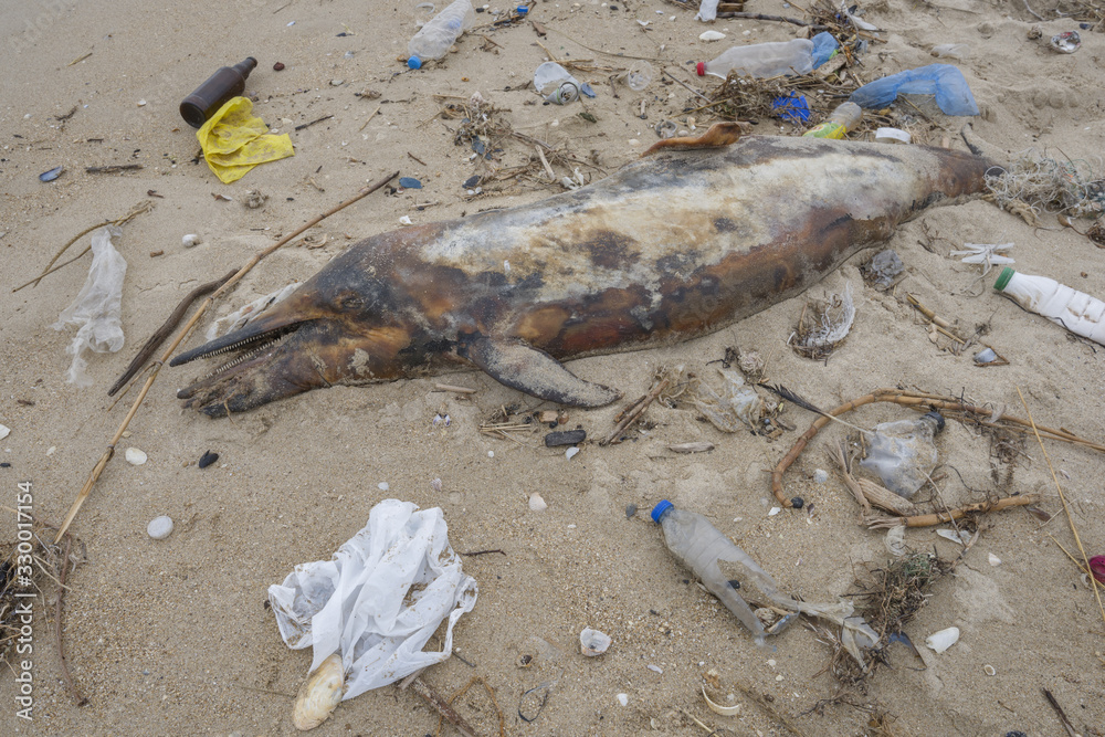 Dolphin thrown out by the waves lies on the beach is surrounded by ...