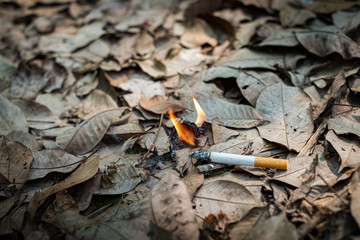 Close up cigarette butt non-smoked carelessly are thrown into dry grass on the ground causing a dangerous forest fire, eclogical cotostrophy through human fault concept