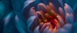 Blooming chrysanthemum or daisy flower, close-up floral petals as botanical background