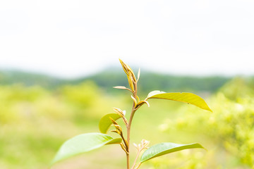 Little durian leaf background.Selective focus.Little durian leaf tree on durian farm.Plantation and Agriculture concept.