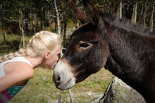 Side View Of Young Woman Kissing Donkey On Field